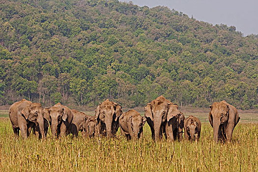 印度,亚洲象,草地,国家公园