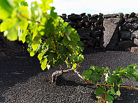葡萄种植,石墙,兰索罗特岛