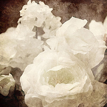 艺术,花,旧式,深褐色,背景,白色,玫瑰