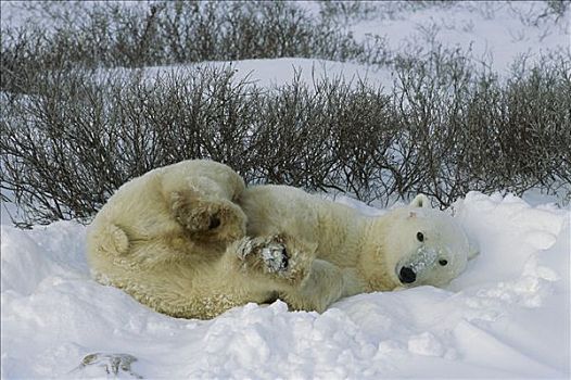 北极熊,雪中,丘吉尔市,加拿大