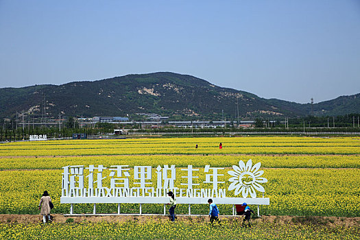 山东省日照市,千亩油菜花海怒放,游客徜徉其中乐享美好时光