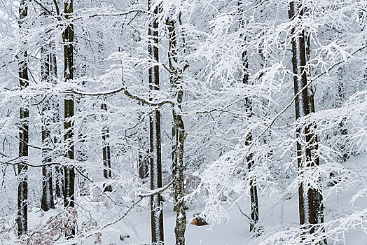 积雪,山毛榉,树林,提洛尔,奥地利,欧洲