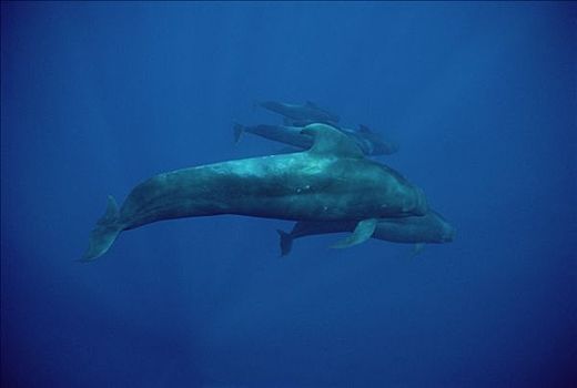 大吻巨头鲸,短肢领航鲸,群,水下,夏威夷