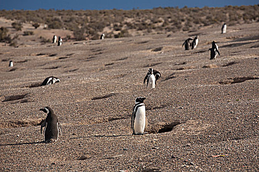 麦哲伦企鹅,小蓝企鹅,生物群,阿根廷,南美
