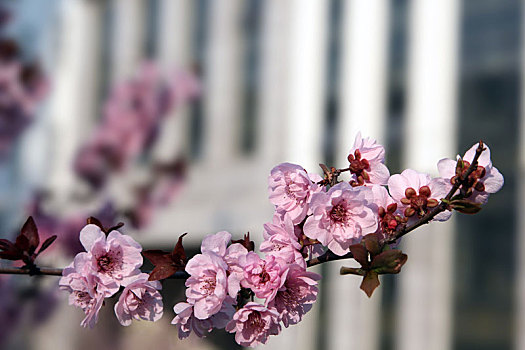 大学校园春天的桃花