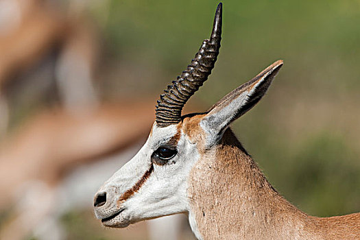 雄性,跳羚,卡拉哈迪大羚羊国家公园,北开普,南非,非洲