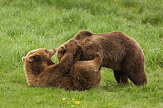 棕熊,熊,玩,德国