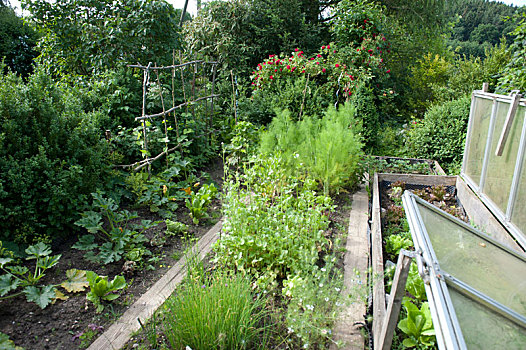 菜园,药草,蔬菜