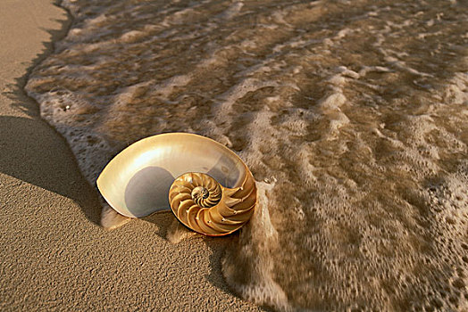 俯拍,鹦鹉螺贝壳,海滩