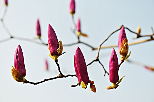 花,广玉兰