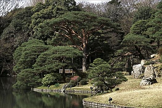 树,花园,东京,日本