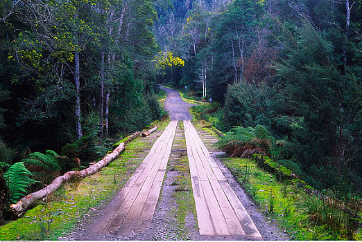 乡间小路,雨林,塔斯马尼亚,澳大利亚