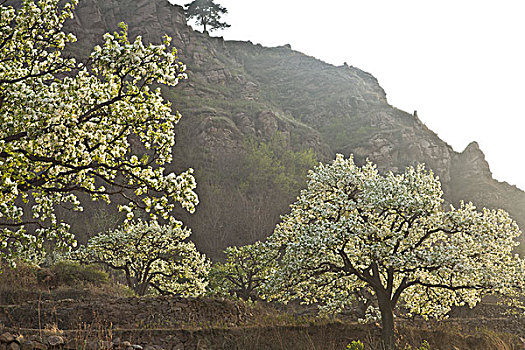 春天,梨花,山沟,乡村,风景,野外,户外,原始,村庄,梨树,秦皇岛,果树