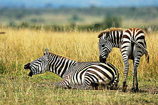 斑马,马,母马,叫,小马,马赛马拉国家保护区,肯尼亚,非洲