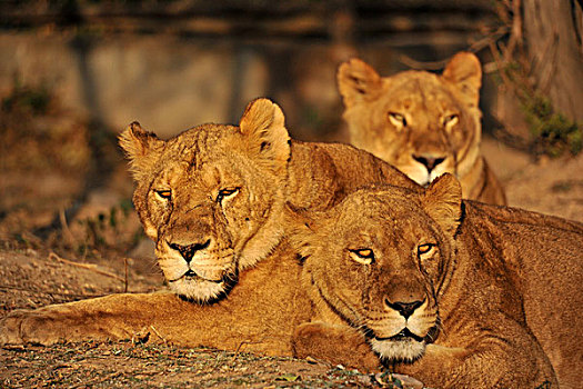 野生动物狮子群