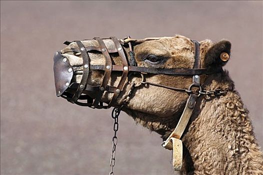 骆驼,口鼻部,兰索罗特岛,加纳利群岛,西班牙