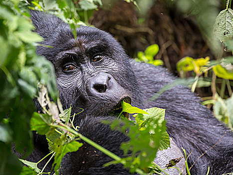 山地大猩猩,大猩猩,银背大猩猩,动物,进食,国家公园,乌干达,非洲