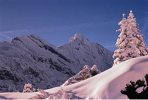 積雪,山巒,樹,瑞士