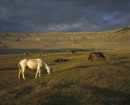 家养马,马,牧群,游牧,放牧,西部,蒙古