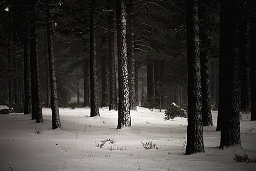 雪,暗色,树林,冬天