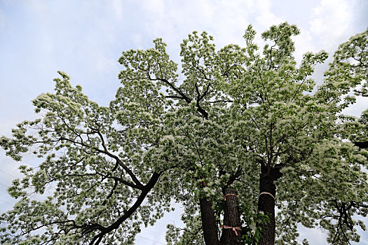 山东省日照市,400年古树花开满树冠,犹如白雪压枝头