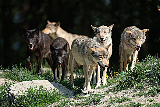 东方,加拿大,狼,红色,非洲野犬属,成年,美洲,栖息地