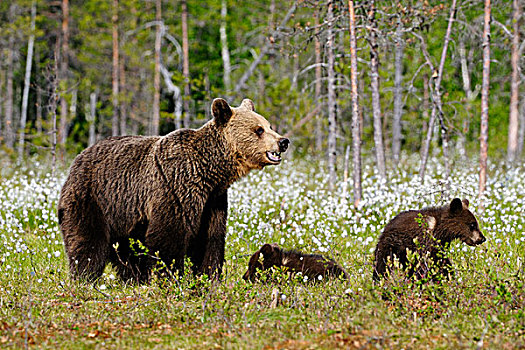 褐色,熊,小,幼兽,草,荒野,卡瑞里亚,东方,芬兰,欧洲