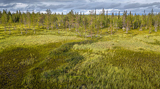 风景,航拍,北极,北方针叶林,松树,松属,湿地,荒野,拉普兰,芬兰,欧洲
