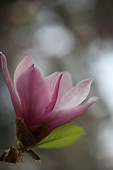 春季花卉