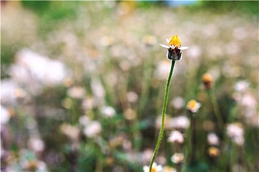 花,草