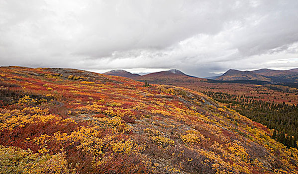 亚高山,苔原,深秋,秋天,靠近,鱼,湖,育空地区,加拿大