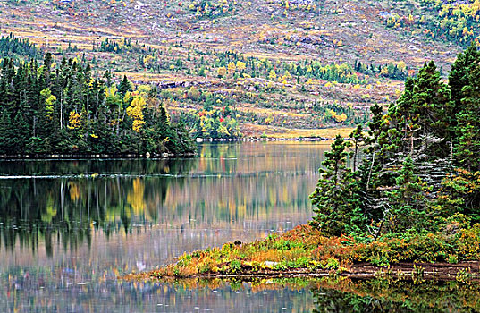 湖,树,秋天,靠近,迅速,纽芬兰,加拿大