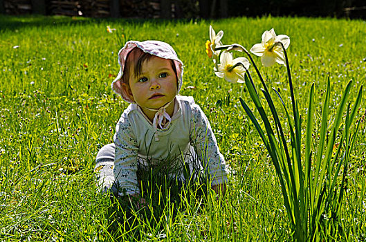 女孩,9个月,看,水仙,花,绿色,草地,德累斯顿,德国,欧洲