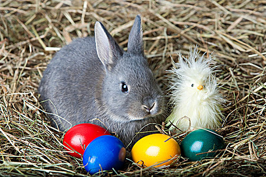 复活节兔子,幼禽,蛋,干草,兔子