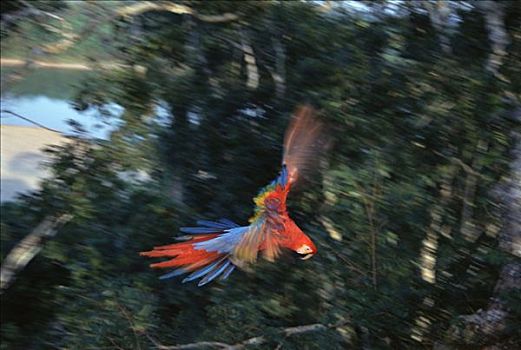 绯红金刚鹦鹉,飞,树荫,塔博帕塔河,秘鲁