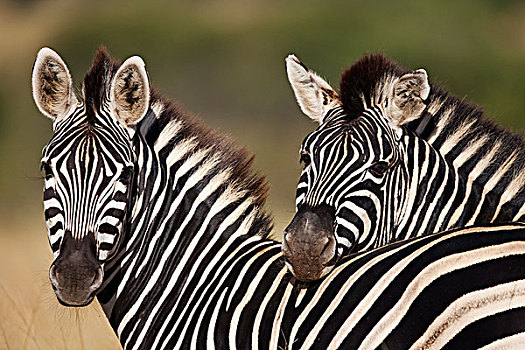 斑马,一对,克鲁格国家公园,南非
