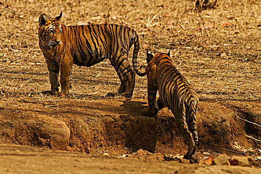 虎崽,水坑,虎,自然保护区,印度