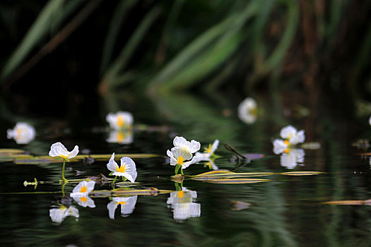 海菜花