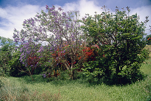 蓝花楹,树,盛开,地点,毛伊岛,夏威夷,美国