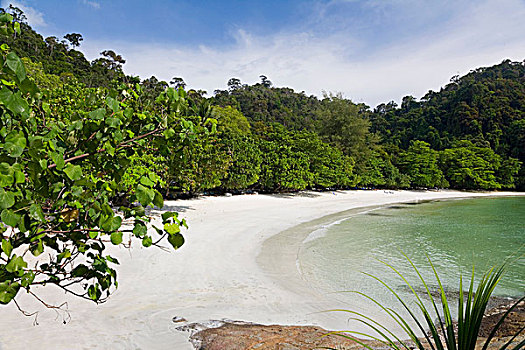 翡翠湾,海滩,棕榈树,帕劳,西海岸,马来西亚