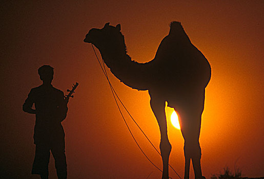 骆驼,音乐人,剪影,普什卡,拉贾斯坦邦,印度