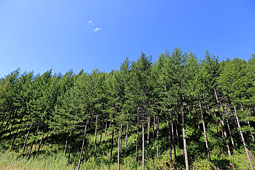 塞罕坝草原风光