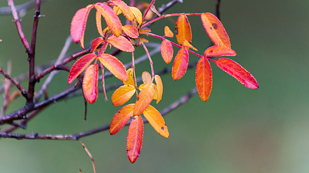中国秋天雨后挂满水滴的晶莹红树叶