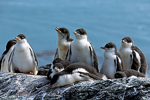 南极,南,奥克尼群岛,巴布亚企鹅,幼禽