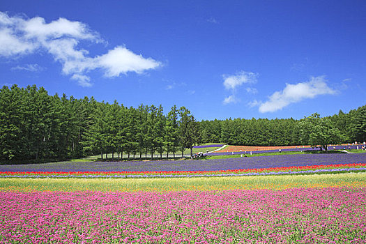 花园