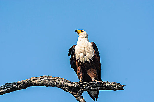 博茨瓦纳,乔贝国家公园,非洲鱼鹰,吼海雕,看,室外,食物