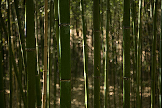 竹林小景