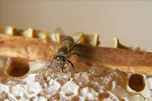 蜜蜂,吮,蜂蜜,蜂巢