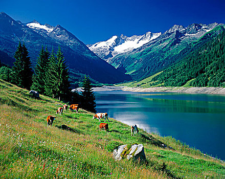 高山湖,母牛,阿尔卑斯山,奥地利