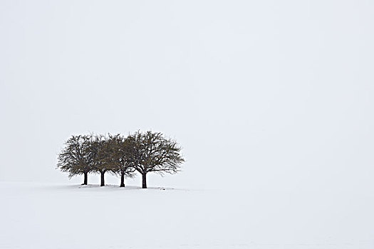 多,树,冬天,弗兰克尼亚,巴伐利亚,德国